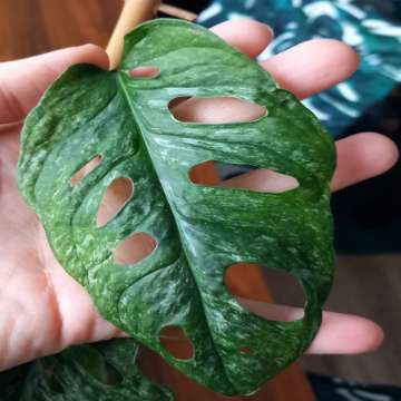 Monstera Adansonii Mint