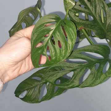 Monstera Adansonii Mint
