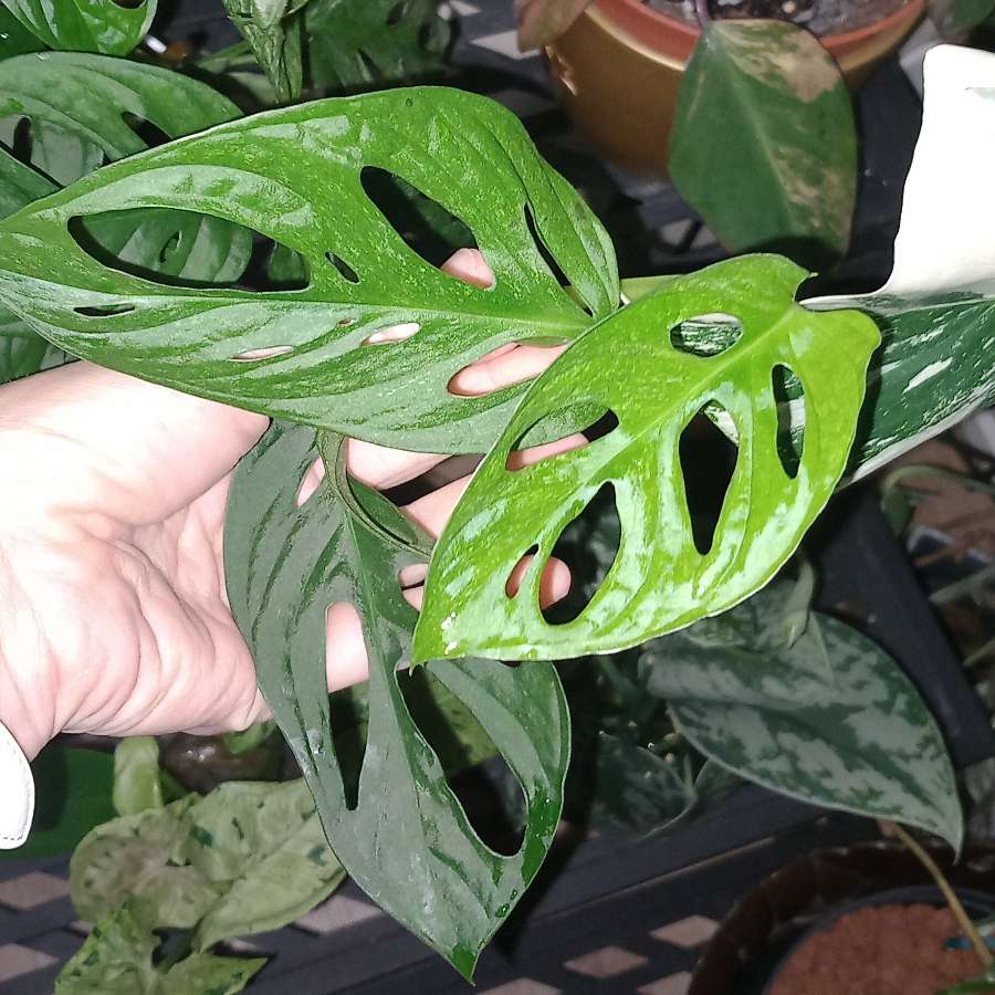 Monstera Adansonii Mint