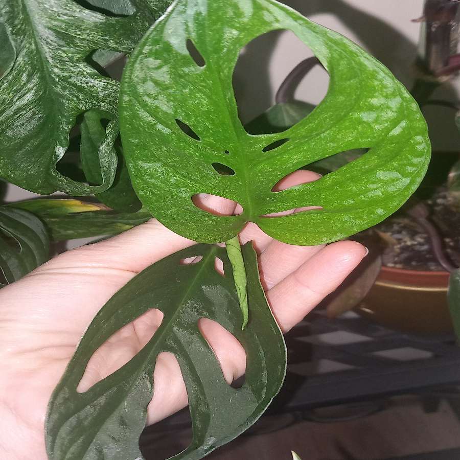 Monstera Adansonii Mint