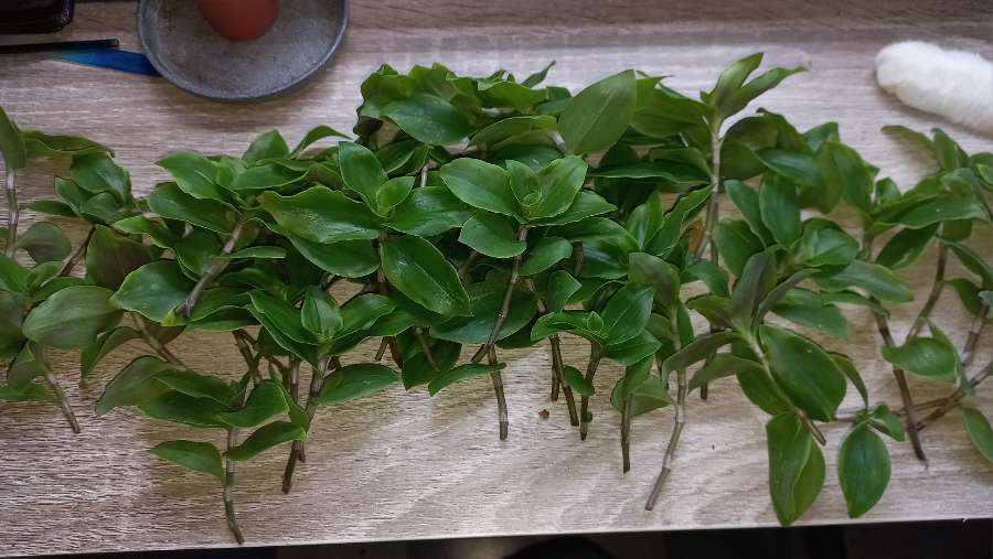 Tradescantia fluminensis 40 sztuk 2