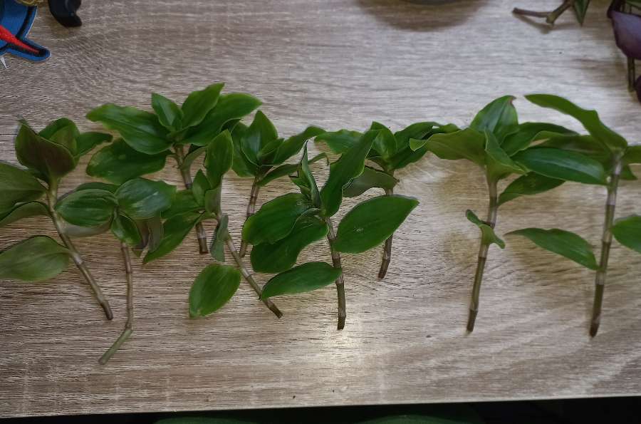 Tradescantia fluminensis 40 sztuk 4