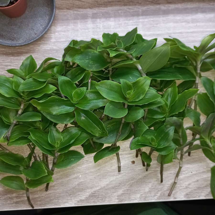 Tradescantia fluminensis 40 sztuk