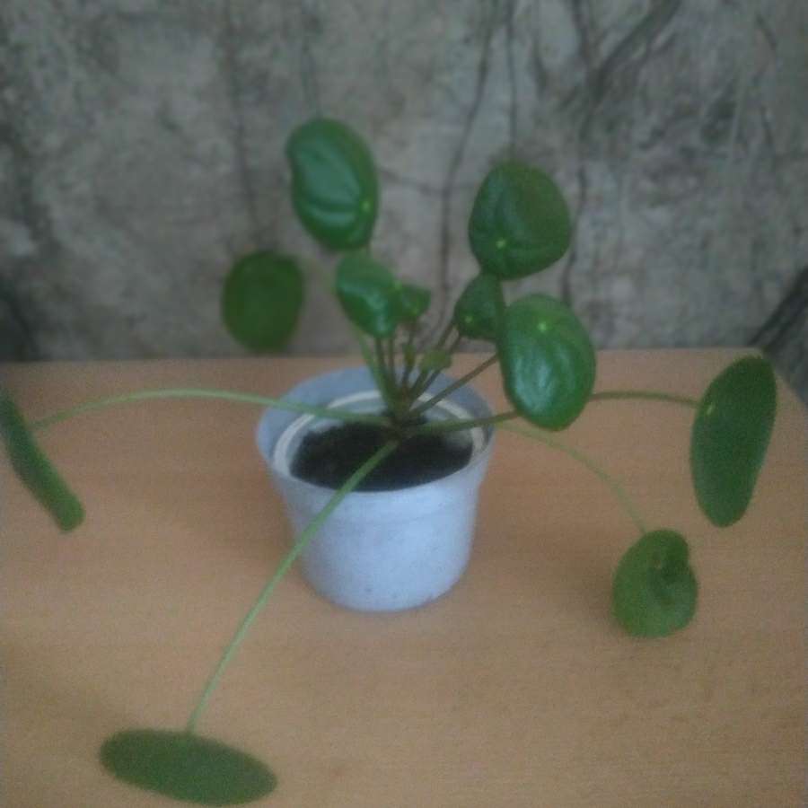 Pilea + trzykrotka różowa