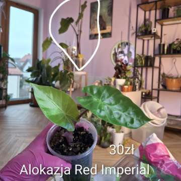 Alokazja Red Imperial