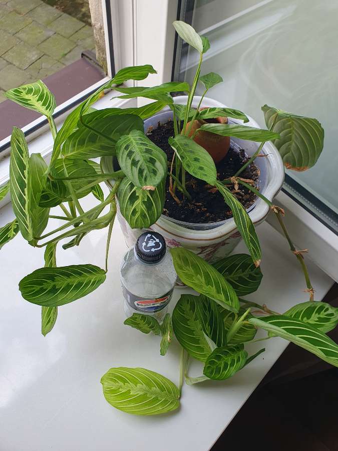Maranta leuconera lemon lime 2