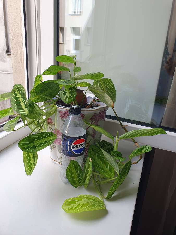 Maranta leuconera lemon lime 3