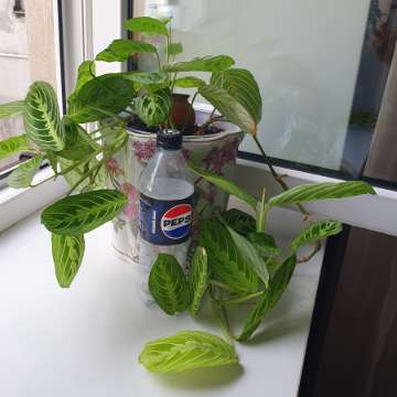 Maranta leuconera lemon lime