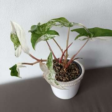 Syngonium Emerald