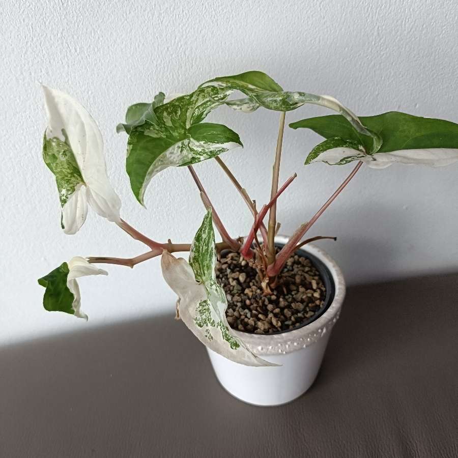 Syngonium Emerald