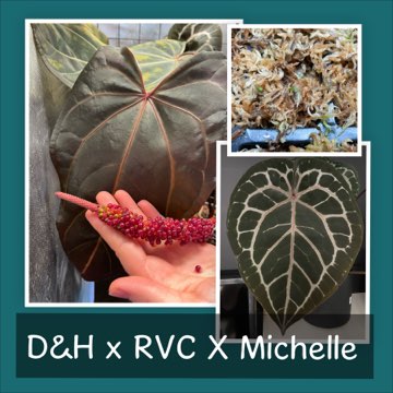 Nasiona Dark&Handsome x Red Velvet Cake X Michelle