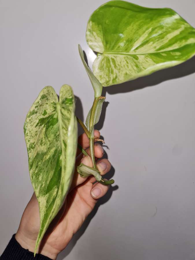Philodendron hederaceum variegata filodendron 3