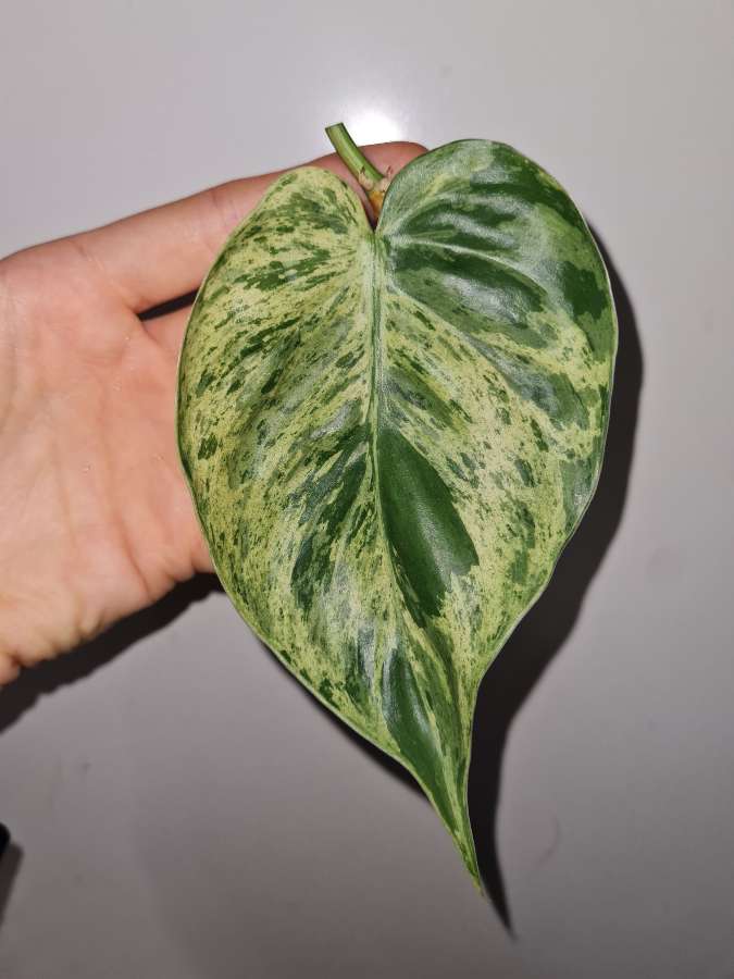 Philodendron hederaceum variegata filodendron 4