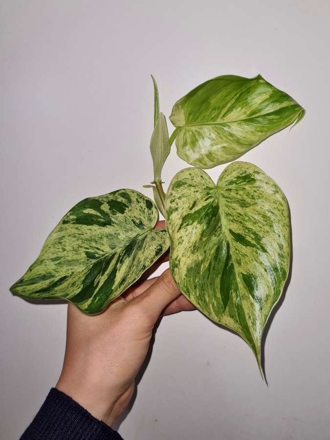 Philodendron hederaceum variegata filodendron 2