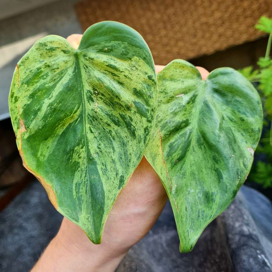 Philodendron hederaceum variegata filodendron