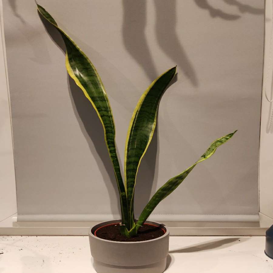 Sanseveria