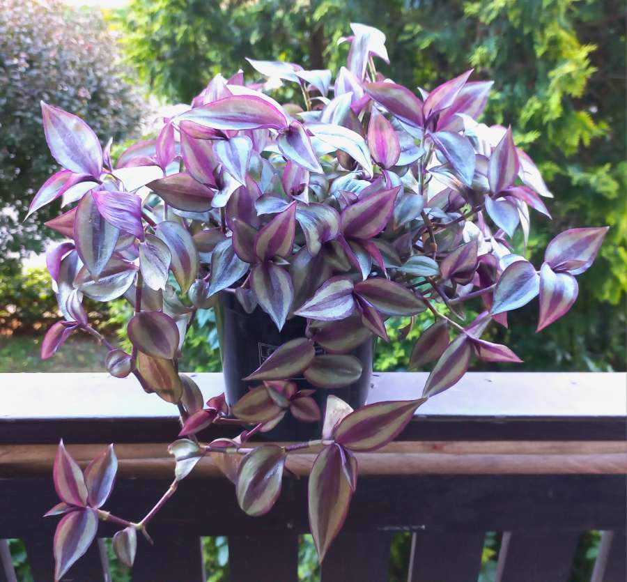 Tradescantia zebrina 3