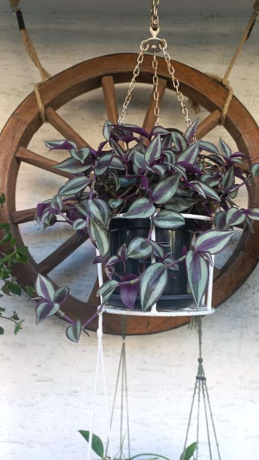 Tradescantia zebrina 2