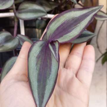 Tradescantia zebrina