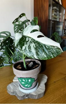 Monstera Variegata 🪴
