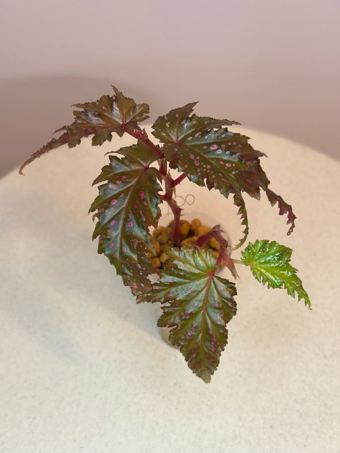Begonia Serratipetala #1 3