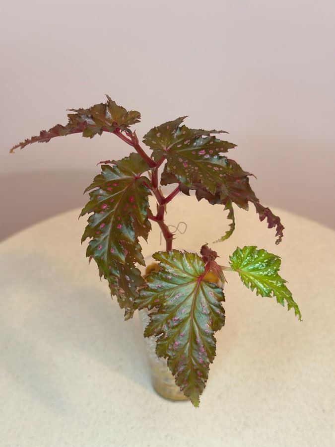 Begonia Serratipetala #1 2