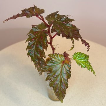 Begonia Serratipetala #1