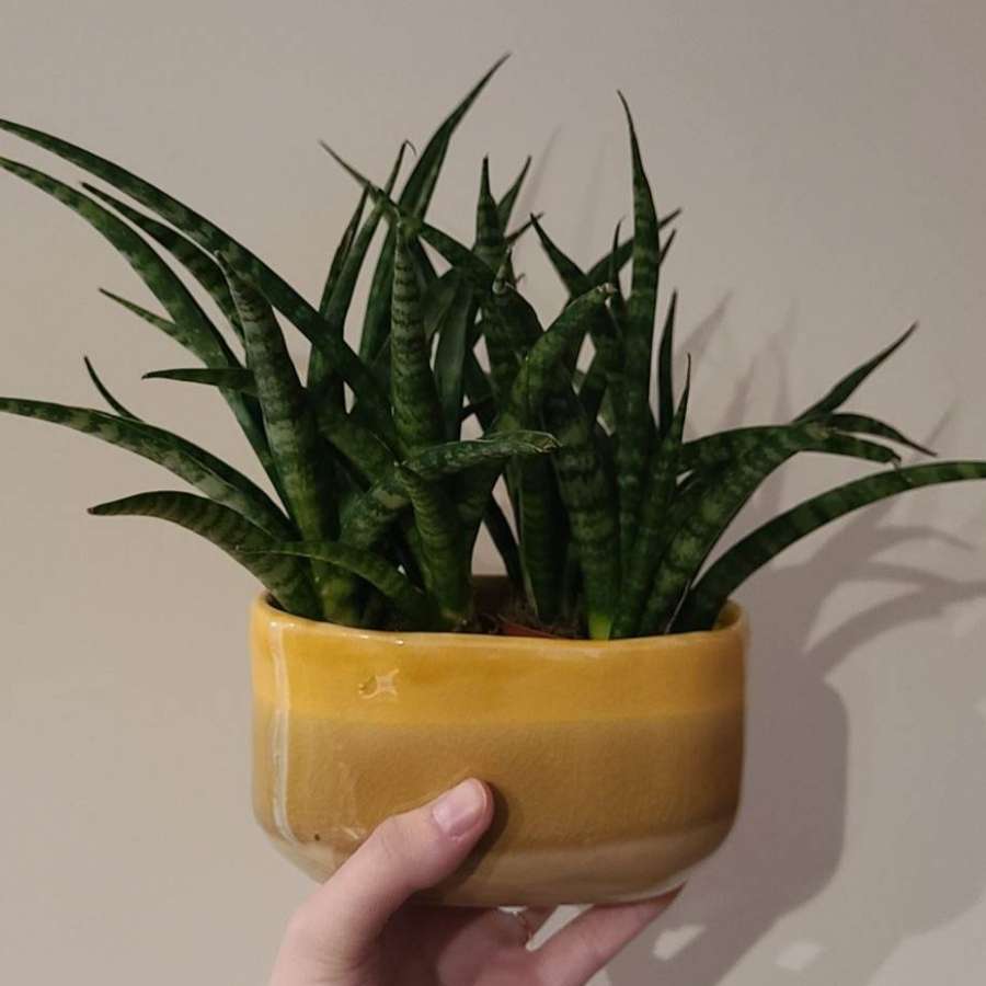 Sanseveria Fernwood