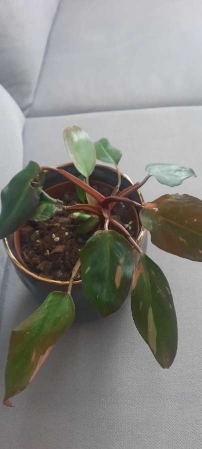 Philodendron Pink Princess 2