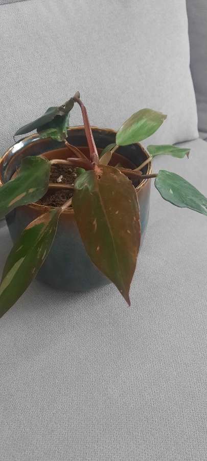 Philodendron Pink Princess 4