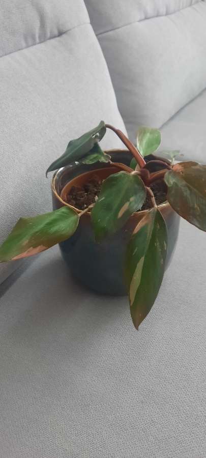 Philodendron Pink Princess 5