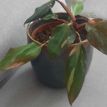 Philodendron Pink Princess