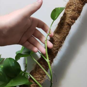 Epipremnum 