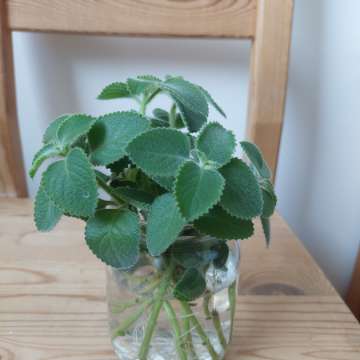 Mięta meksykańska, oregano kubańskie