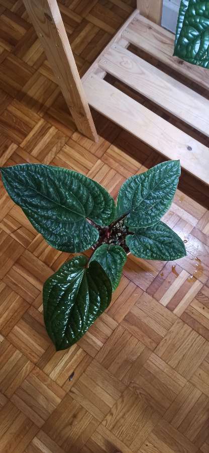 Anthurium Radicans x Luxurians 4