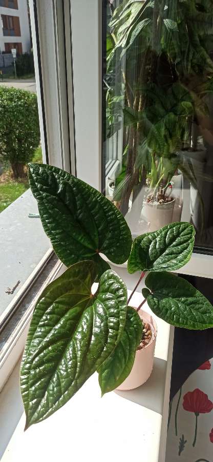 Anthurium Radicans x Luxurians 2