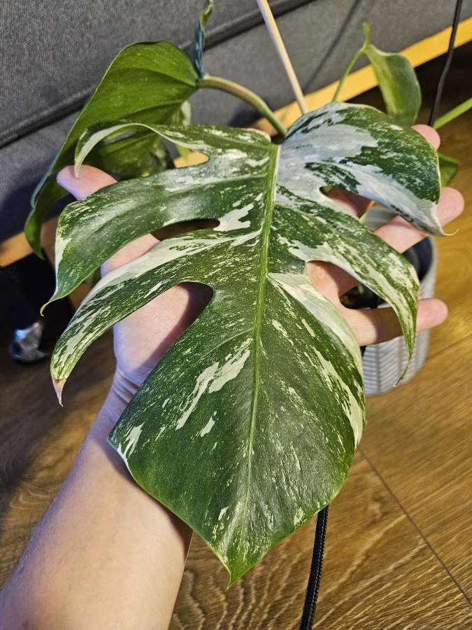 Monstera deliciosa variegata 2