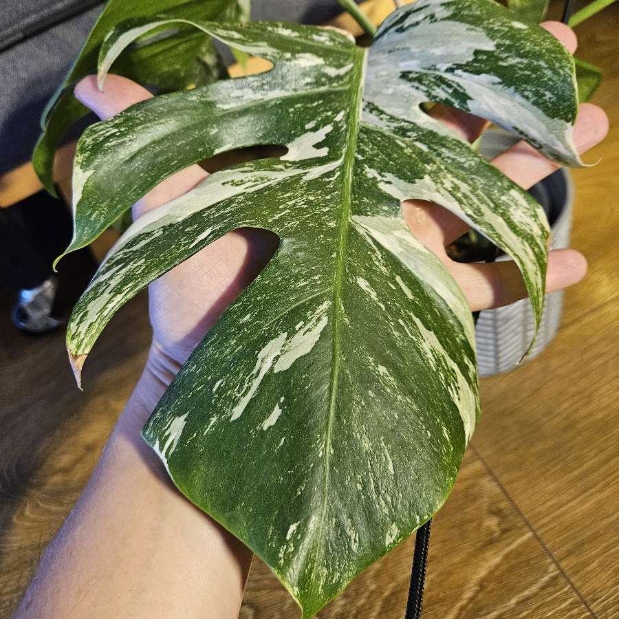 Monstera deliciosa variegata