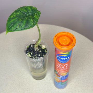 Alocasia Dragon Scale Mint #1