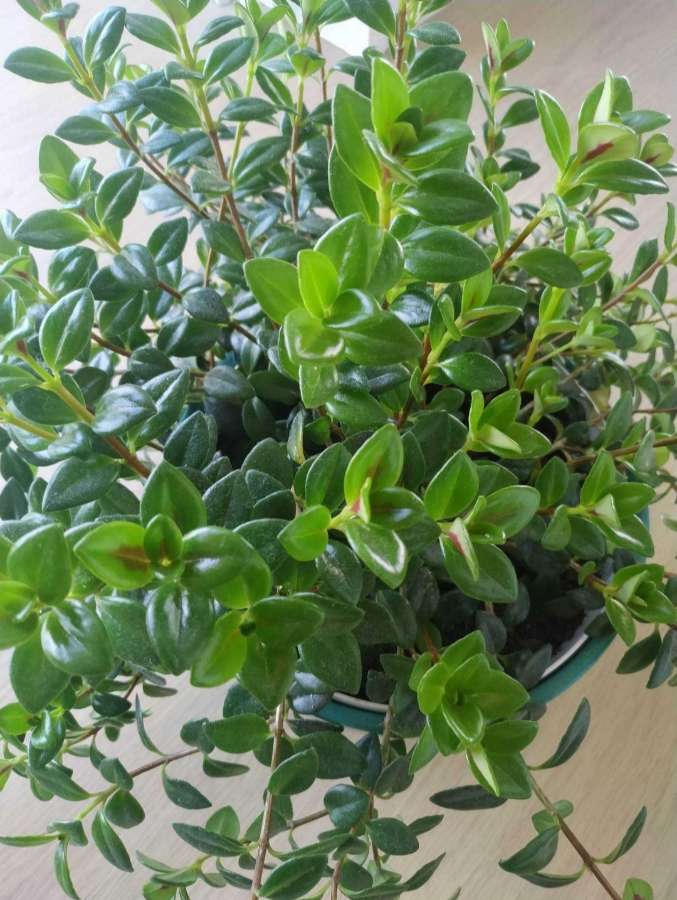 Nemantathus gregarius, całusek, całuśna rybka 4