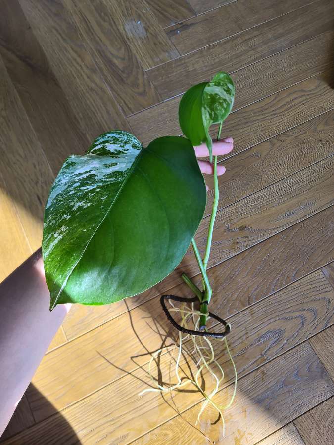 Monstera deliciosa 'Variegata' 2
