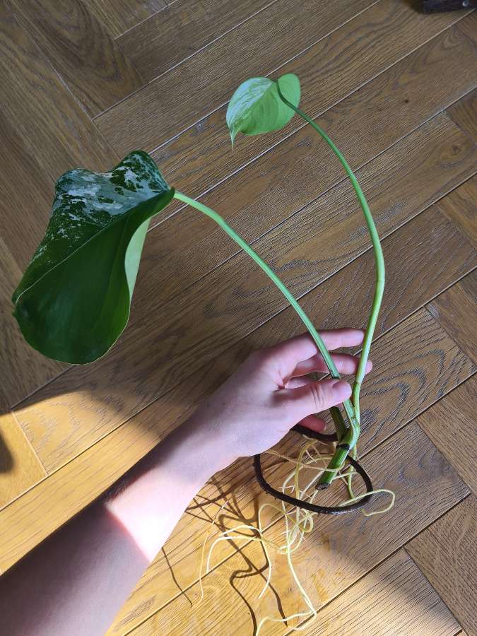 Monstera deliciosa 'Variegata' 3