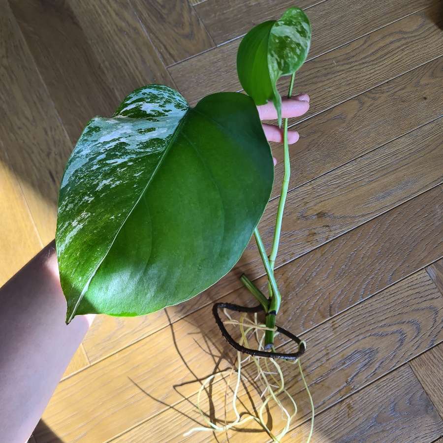 Monstera deliciosa 'Variegata'