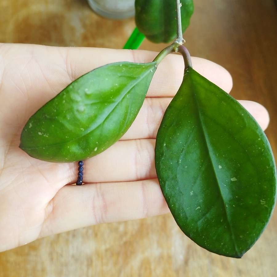 Hoya "Nathalie"