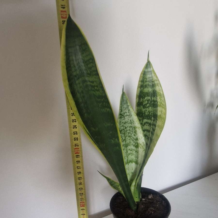 Sansewieria