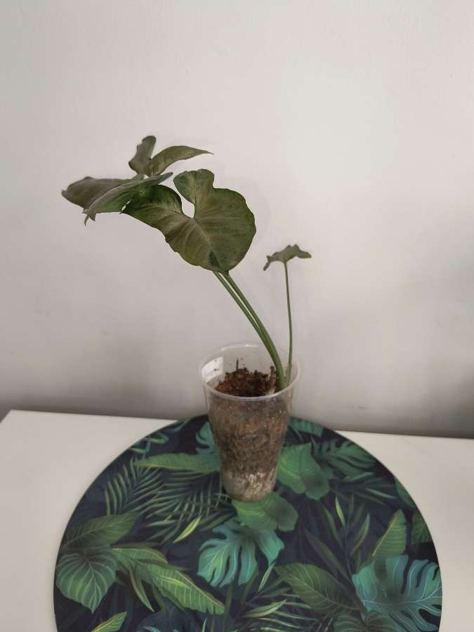 Syngonium margarita 3