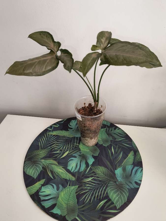 Syngonium margarita 2