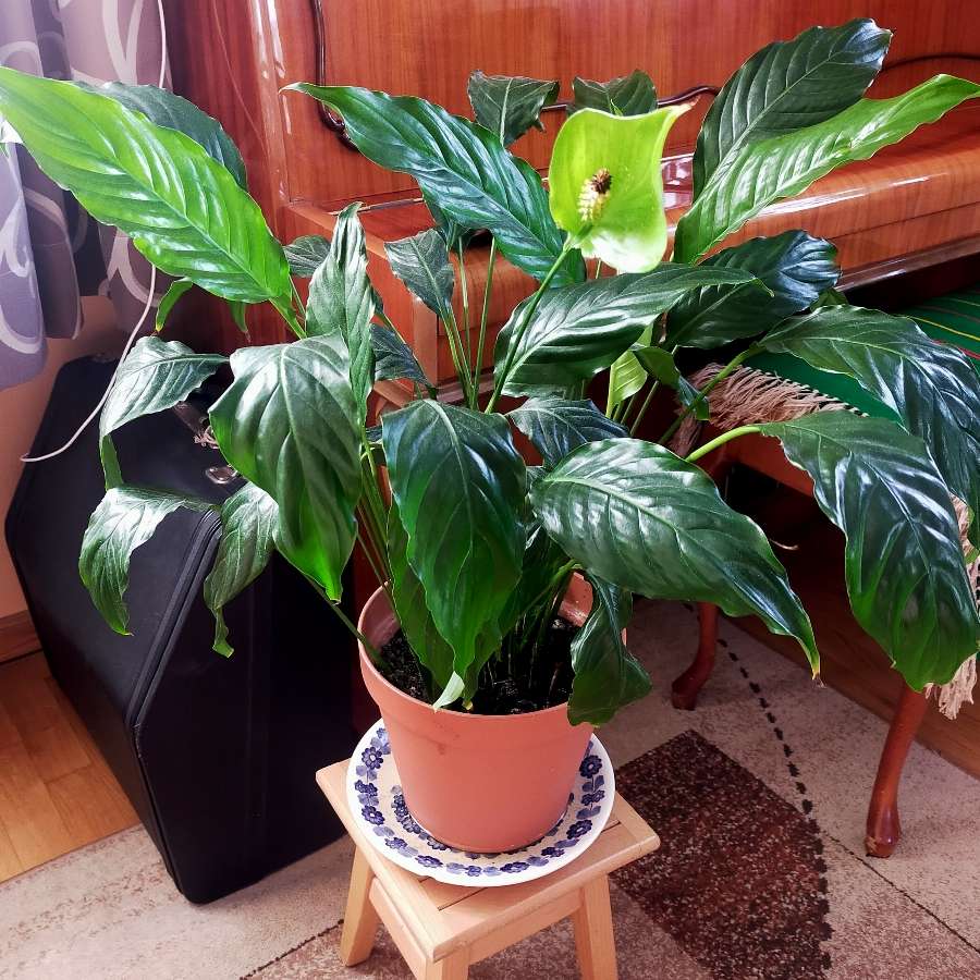 Skrzydłokwiat duży zdrowy