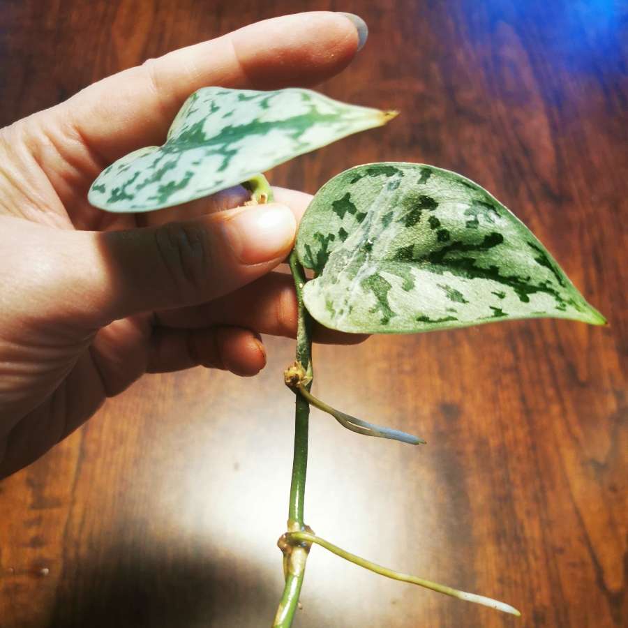 Scindapsus Silver Lady