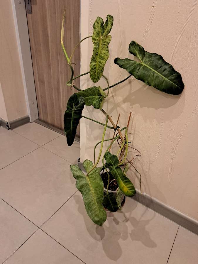 Philodendron paraiso verde 2